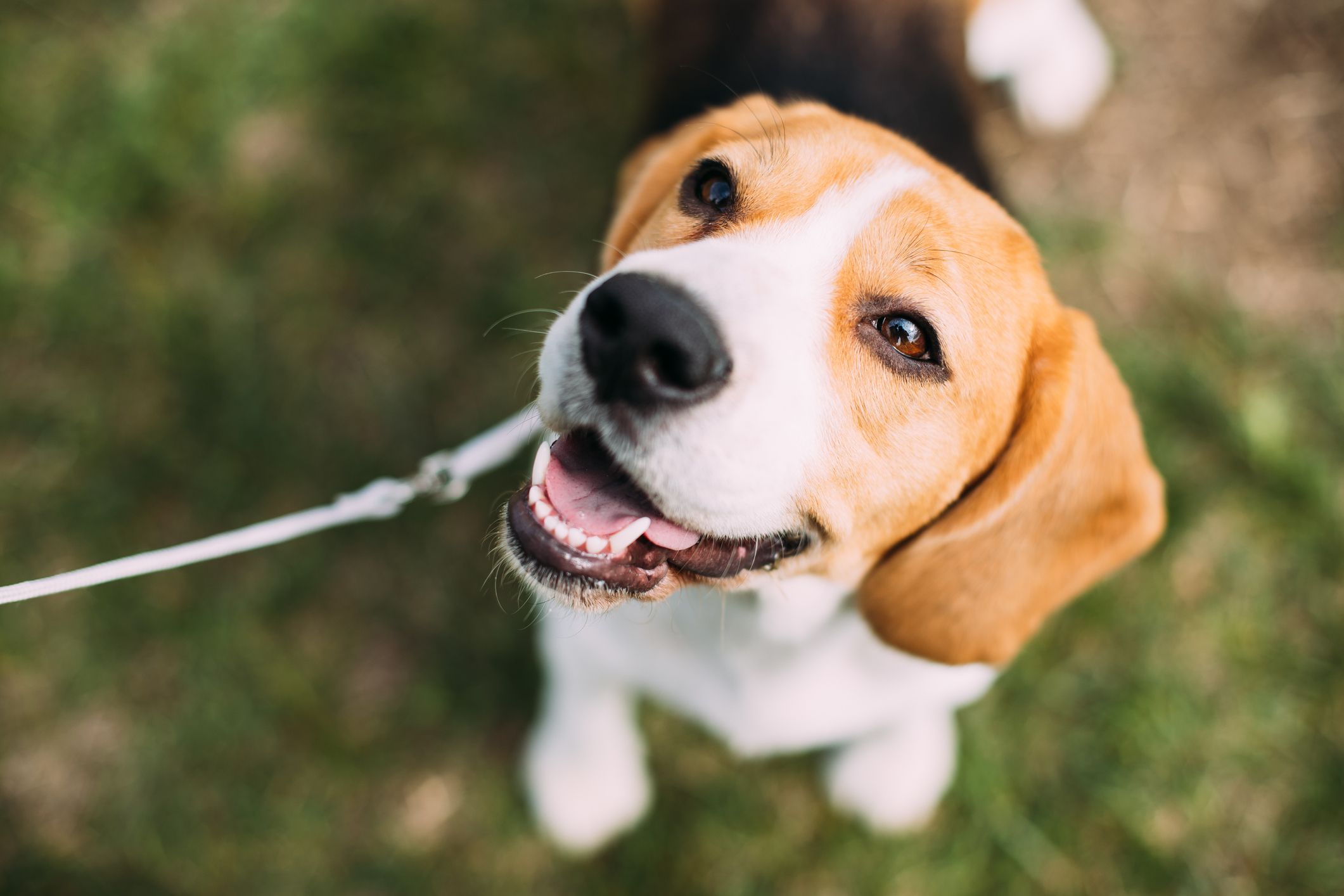 Pet-friendly living near Sunterra Bark Park